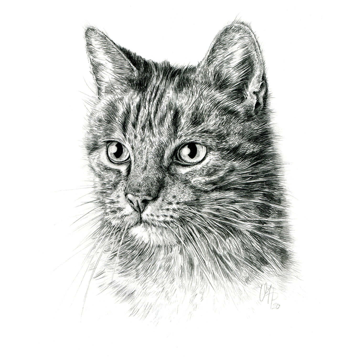 Katzenportrait Hauskatze