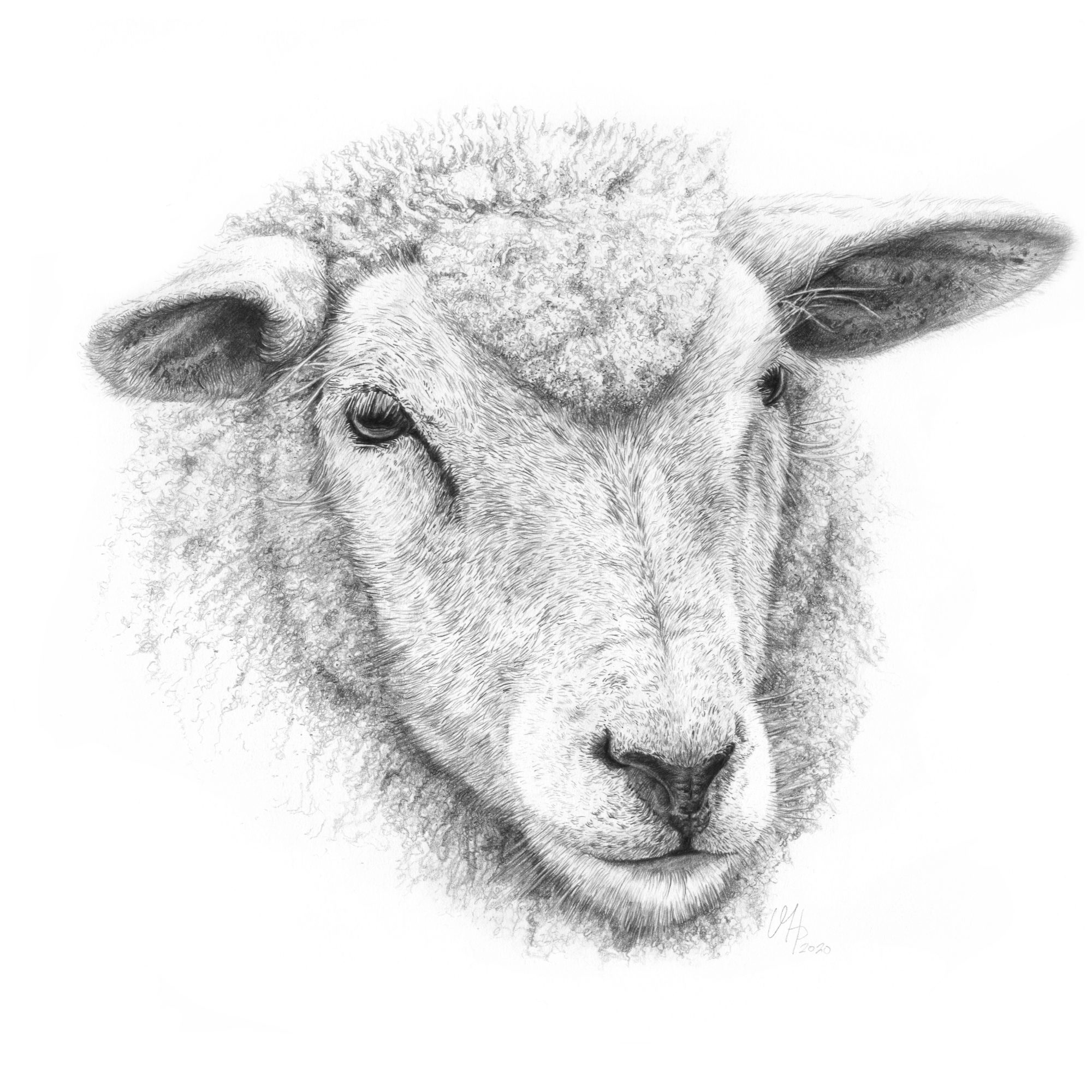 Tierportrait Schaf aus Eiderstedt
