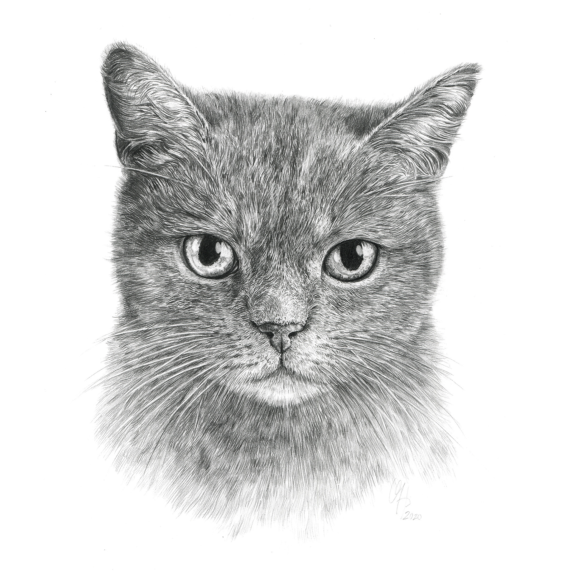Katzenportrait Britische Kurzhaar Katze